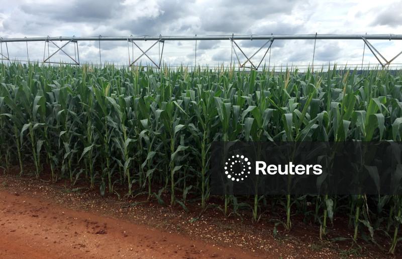 AgRural estima segunda safra de milho em 110,5 mi t em 2026