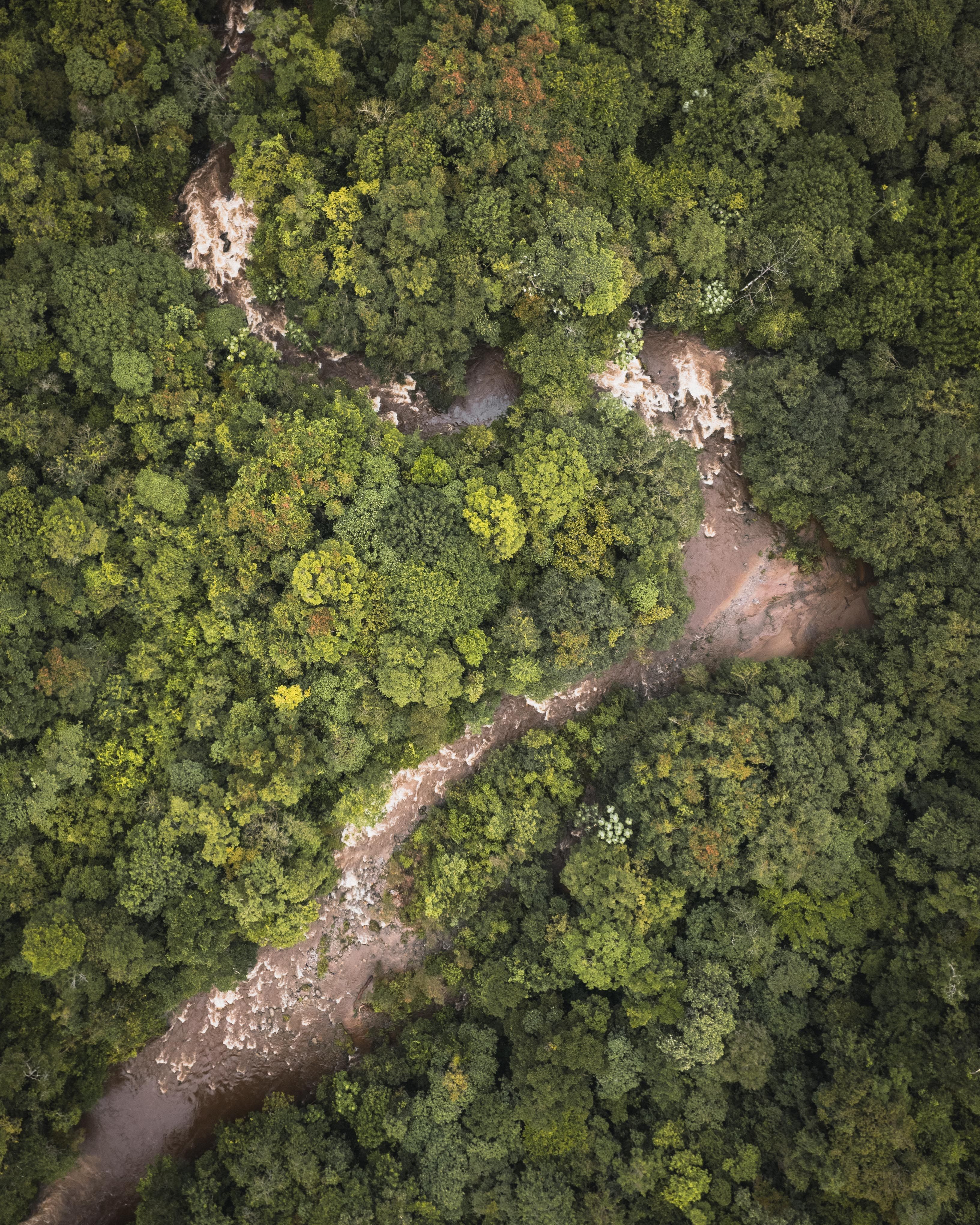 Lula promete enviar a Trump os números da queda do desmatamento na Amazônia