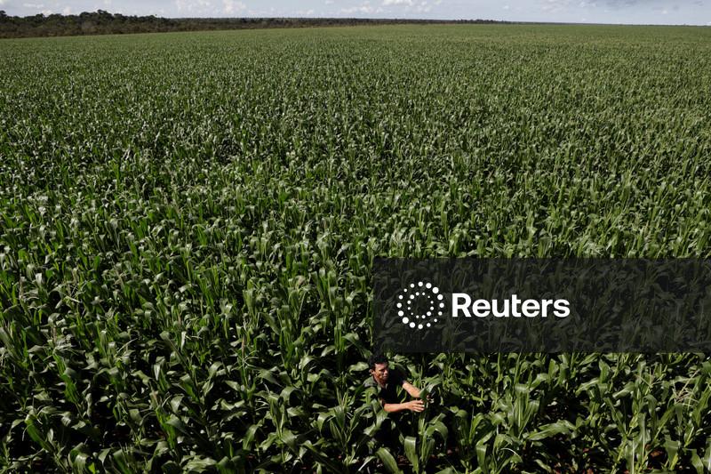 Colheita de milho 2ª safra atinge 79% da área do centro-sul do Brasil, diz AgRural