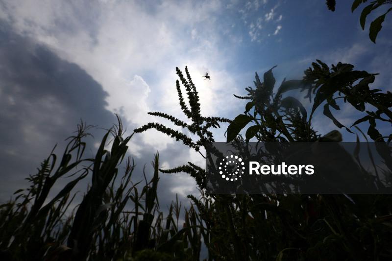 Preços mundiais dos alimentos atingem maior nível em 3 anos em julho, diz FAO