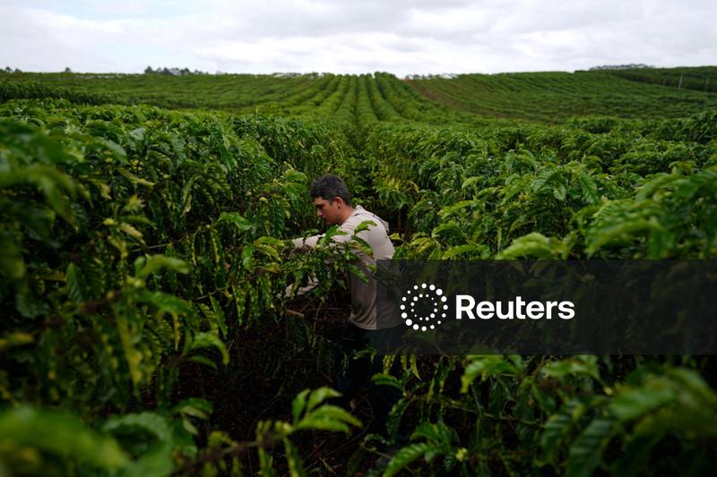 Resiliência climática do café robusta é um "mito da internet", diz pesquisador