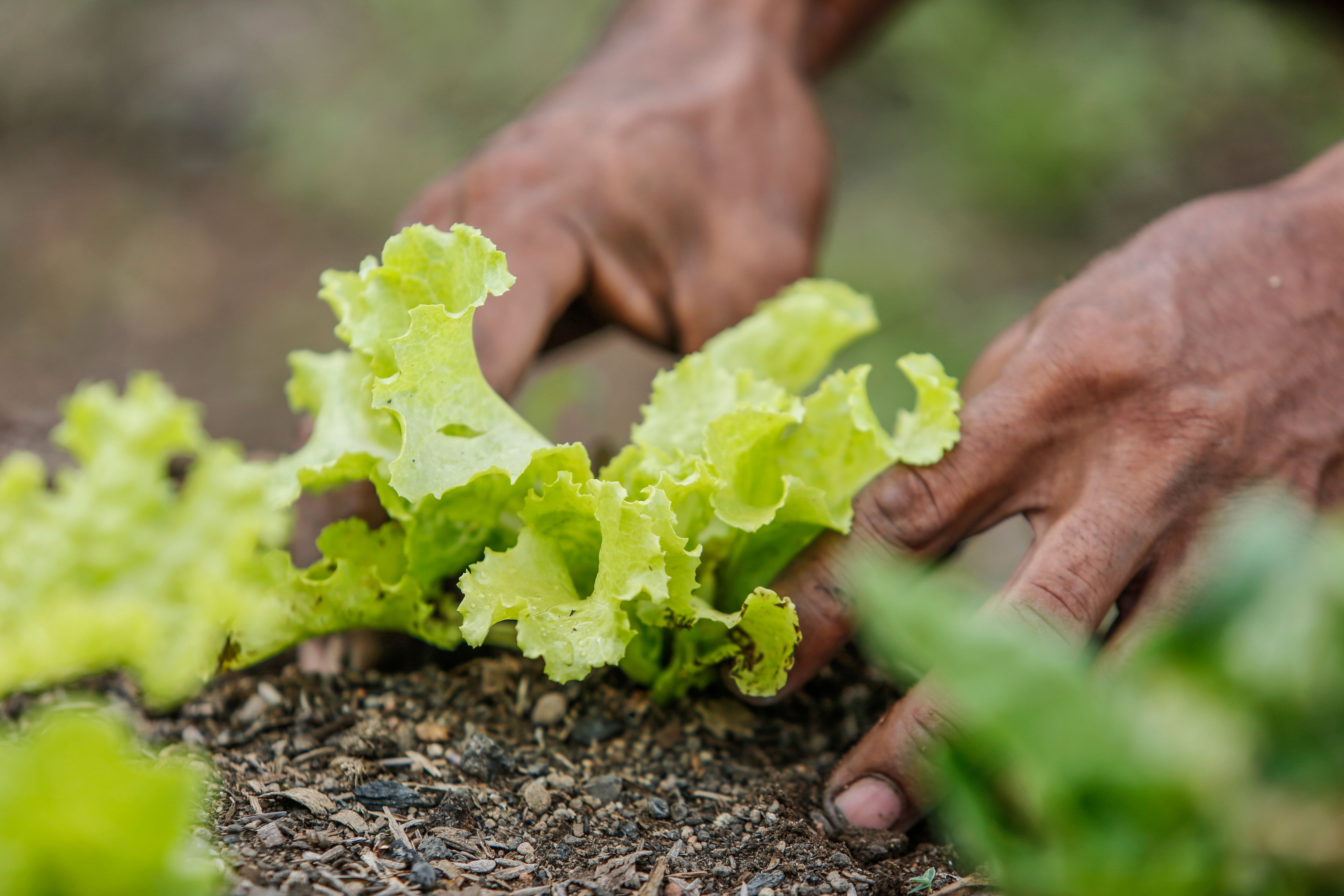 Prefeitura de BH encerra amanhã inscrições para curso gratuito de agroecologia