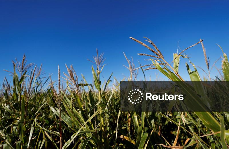 Exportações de milho da Argentina batem recorde em julho, diz bolsa