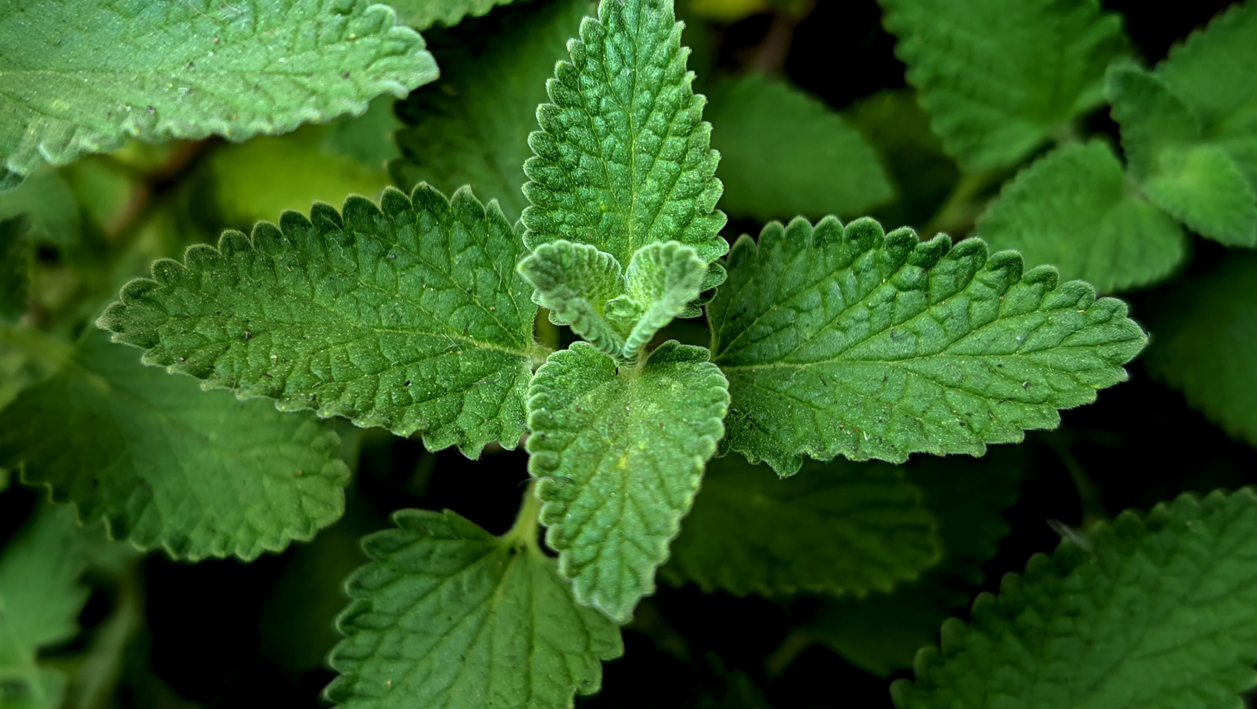 A folha que tinge de vermelho e entrou na lista oficial de plantas medicinais do SUS