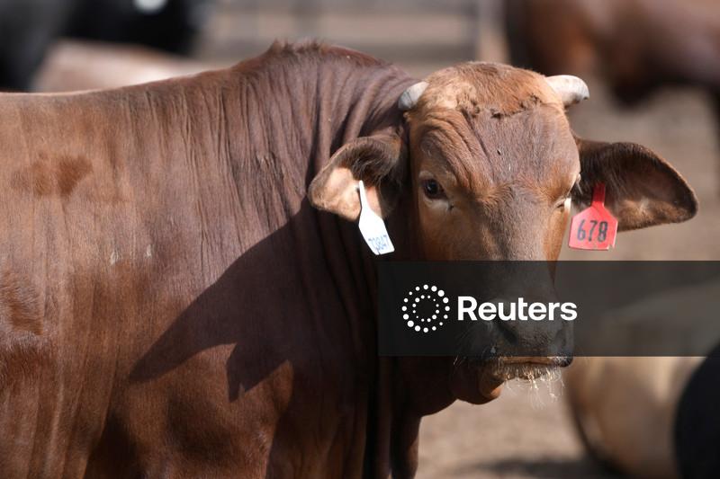 Trump diz ter assinado proclamação para lidar com os preços “excessivamente” altos da carne bovina