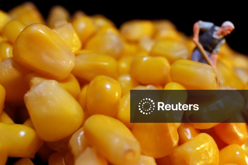 Pro Farmer projeta produtividade do milho nos EUA em 173,2 bu/acre, abaixo do USDA