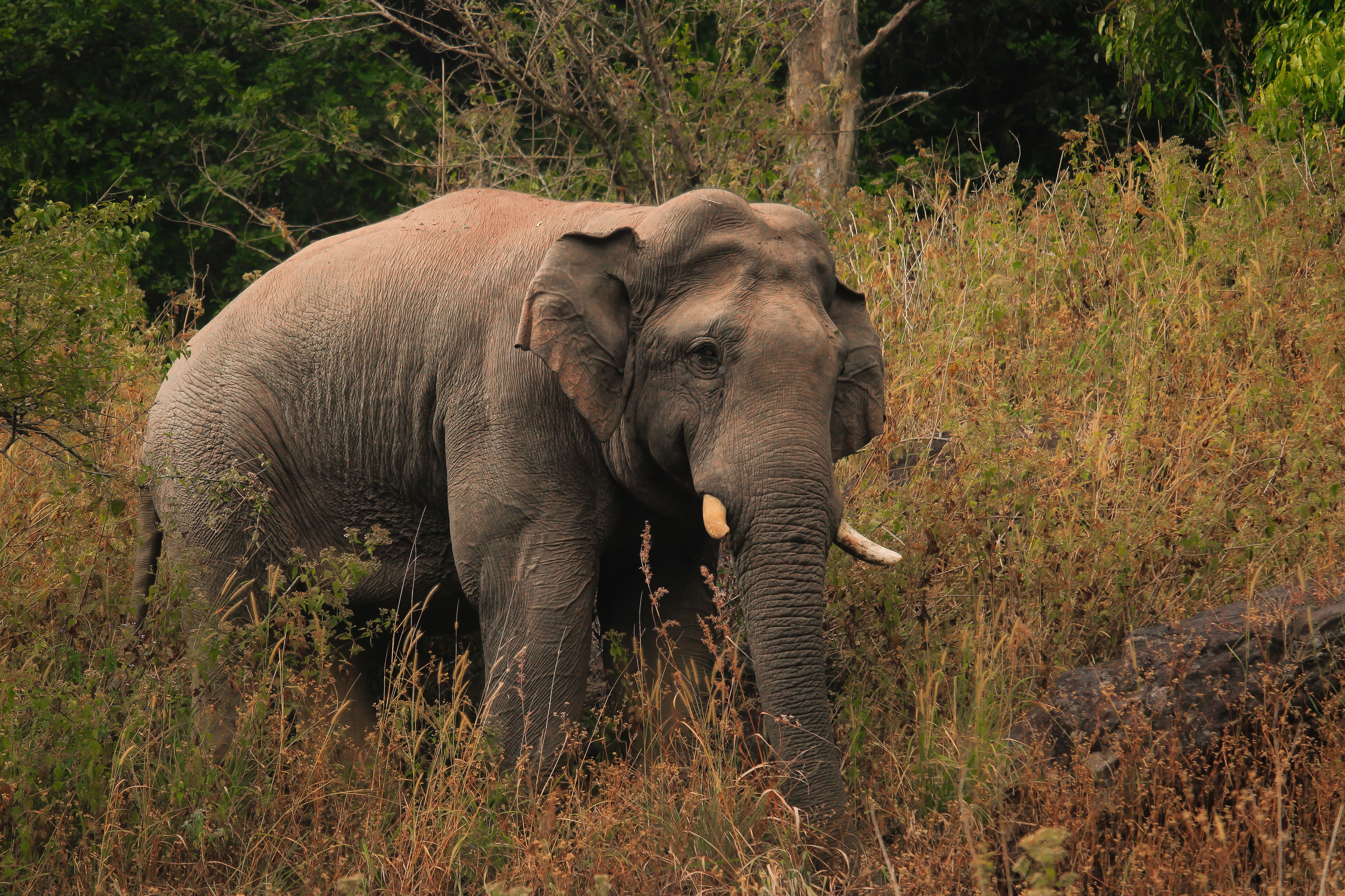 Vídeo de elefante "guiando" homem em enchente viraliza como se fosse do Nepal, mas não tem relação com o país