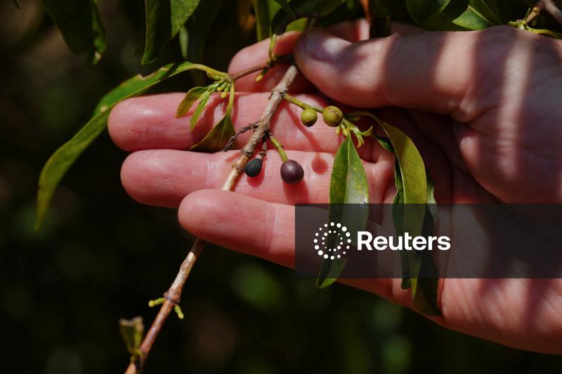 Colheita de café da Cooxupé alcança 87,5% da área