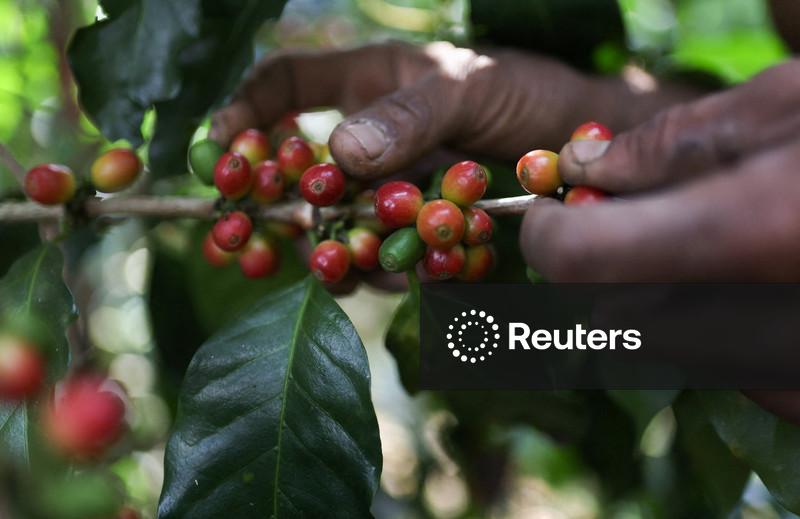 Preços do café arábica devem cair até o final do ano, apesar do El Niño