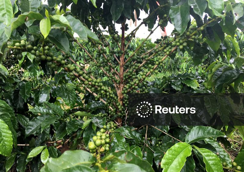 Colheita de café da Cooxupé alcança 81,1%