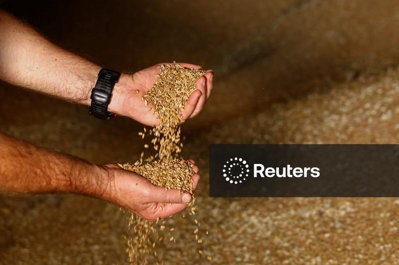 Exportações de trigo da Ucrânia poderiam cair para 5-10 mi t em 2026/27, diz consultoria
