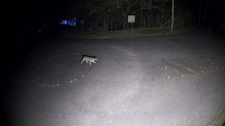 Onça-parda invade casa em condomínio de SP e é enfrentada por pitbull que protegia a família
