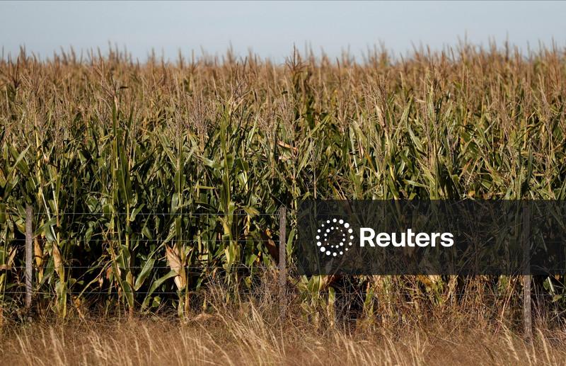 Área de milho na Argentina deve ficar estável em 2026/27, prevê bolsa