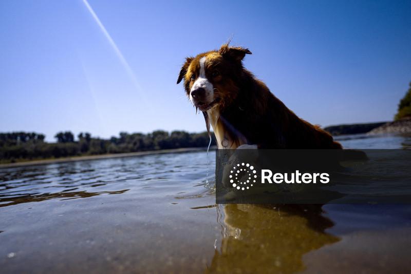 Cães conseguem distinguir emoções no rosto humano, aponta estudo