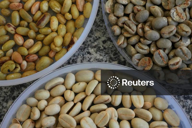 Colheita de café de cooperados da Cooxupé atinge 67,3%