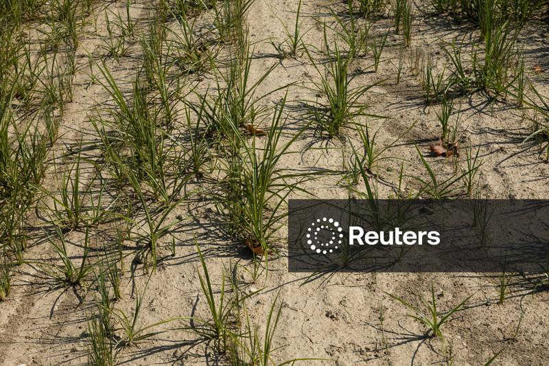 Seca assola áreas de arroz da Itália