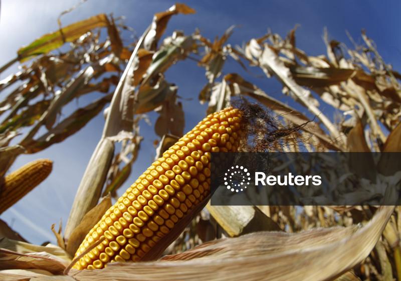 StoneX prevê safra de milho dos EUA em 16,16 bi bushels, acima do número do USDA