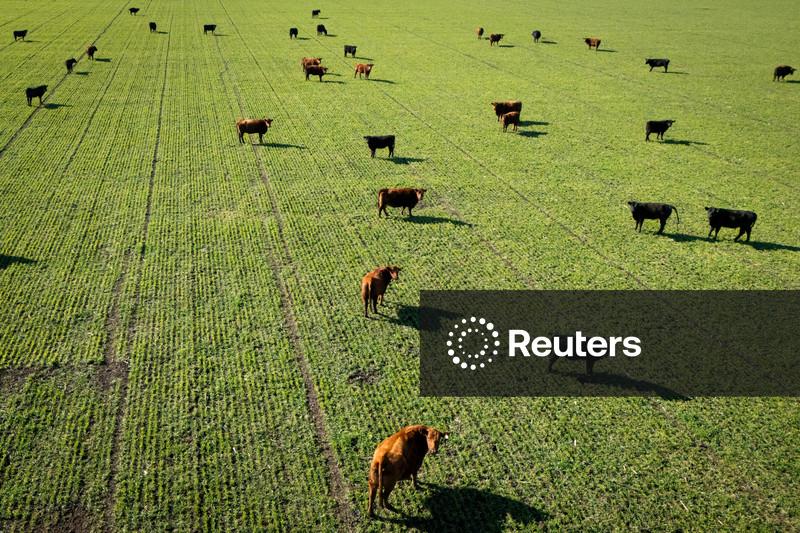 Abate de bovinos no Brasil em 2026 deverá somar cerca de 40 mi cabeças, prevê Abiec