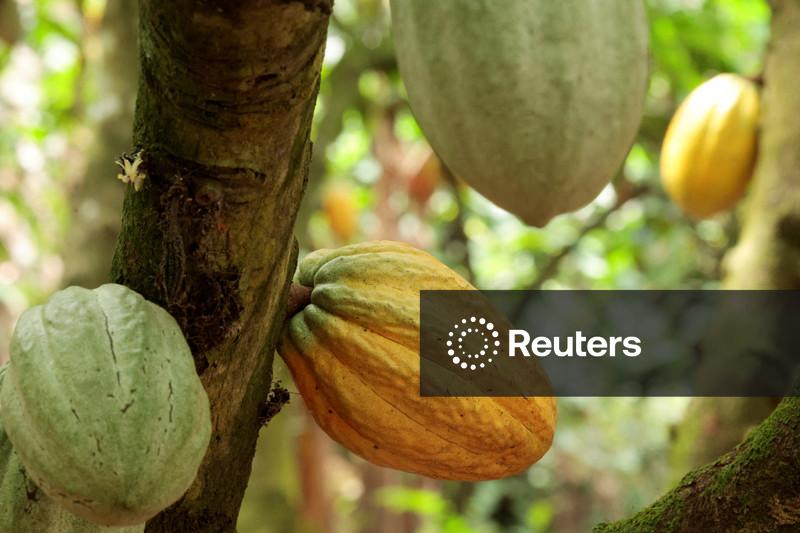 Superávit no mercado global de cacau deverá cair para 111 mil t em 2026/27