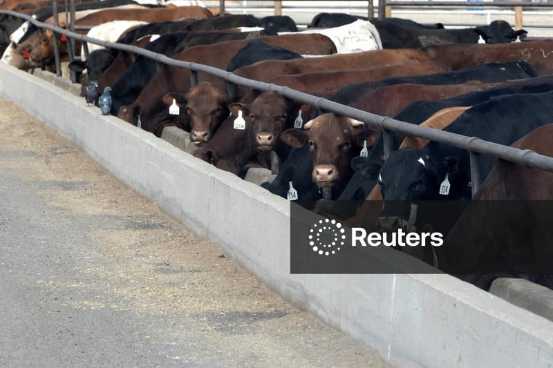 JBS tem prejuízo no 2º tri com impacto de maior oferta de frango e despesas não recorrentes