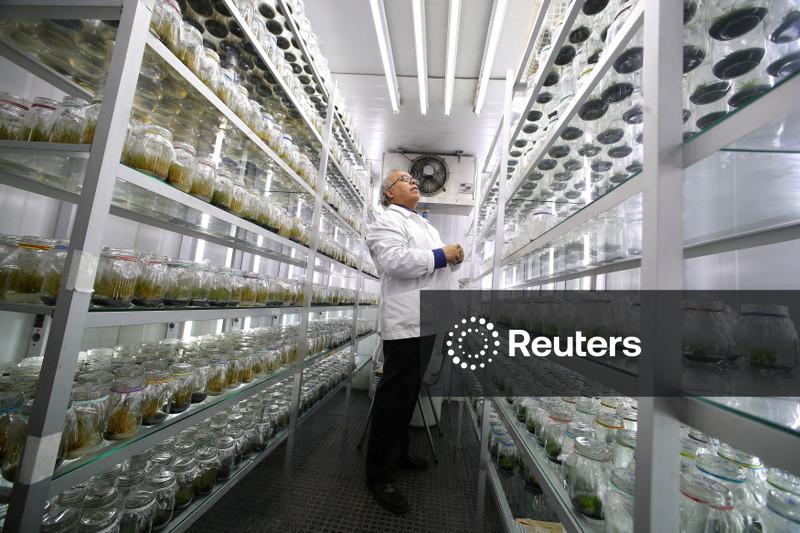 Equipe liderada pelo Chile mapeia genoma de planta Antártida em passo rumo a culturas resistentes às mudanças climáticas