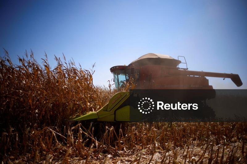 Datagro vê salto no déficit do mercado de milho no Brasil em 26/27 com demanda do setor de etanol