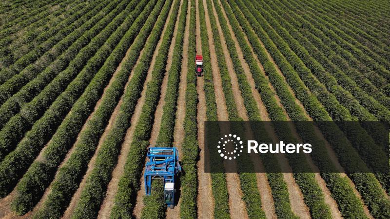 Exportação de café do Brasil no mês já supera agosto de 2025 com alta de 50%, diz Secex