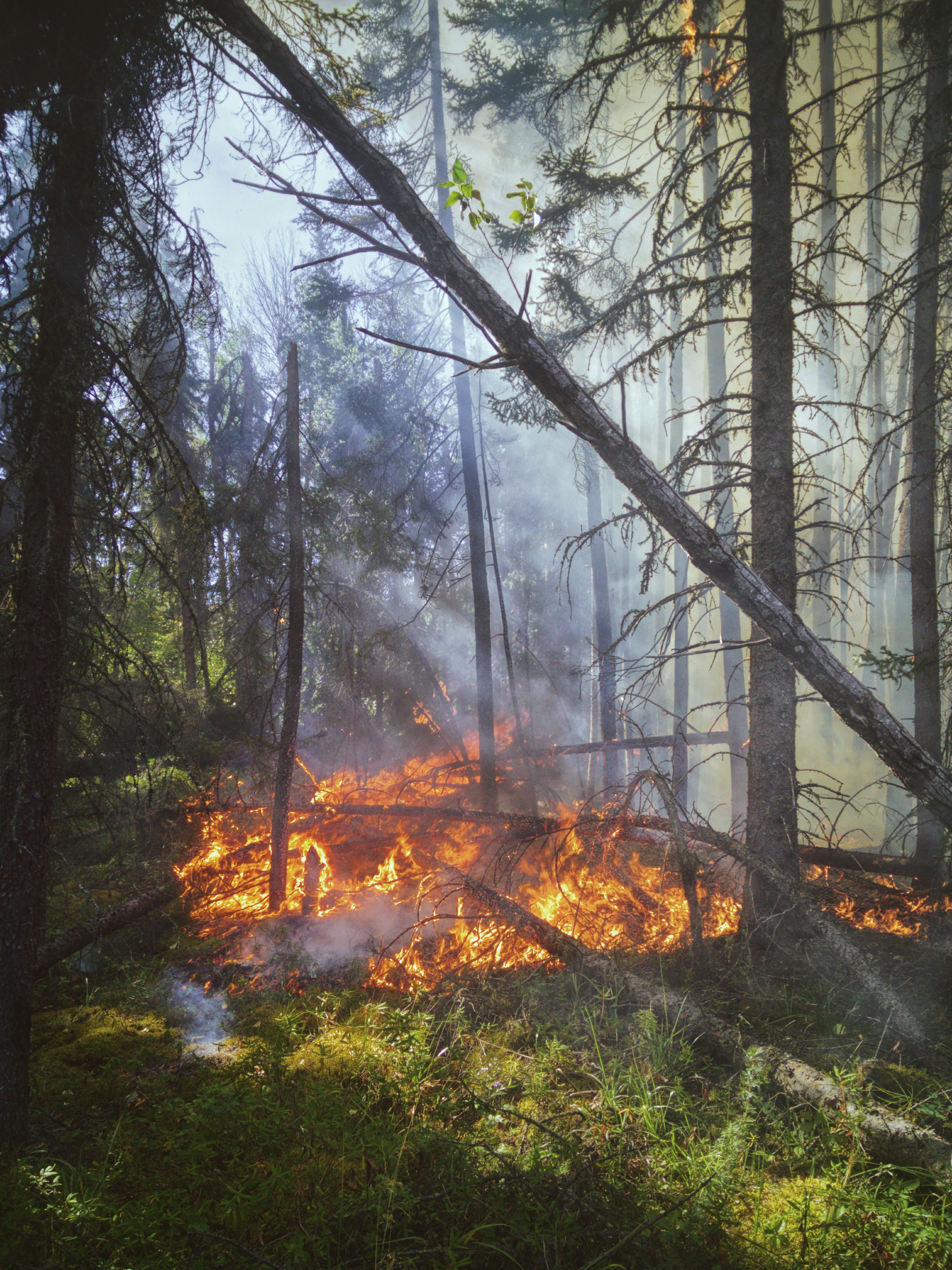 Manaus soma 1.230 incêndios no ano e ocorrências em vegetação mais que quadruplicam