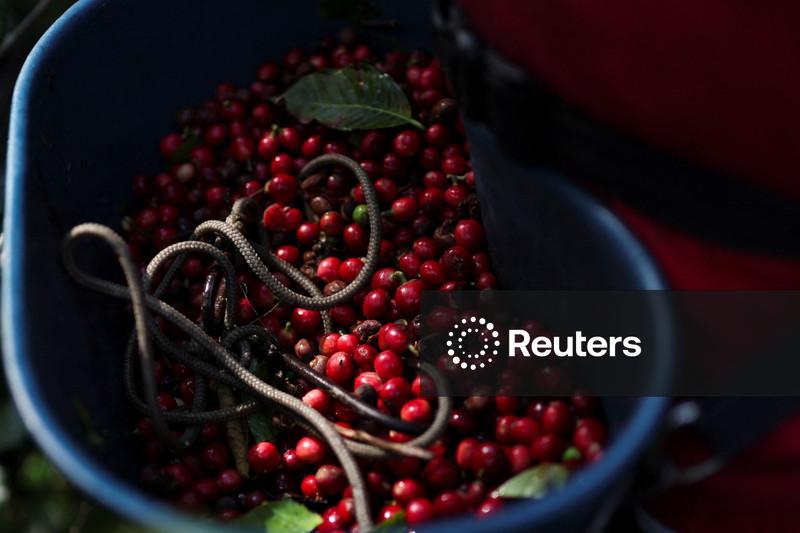 Retomada do fluxo de café da Colômbia pode levar semanas