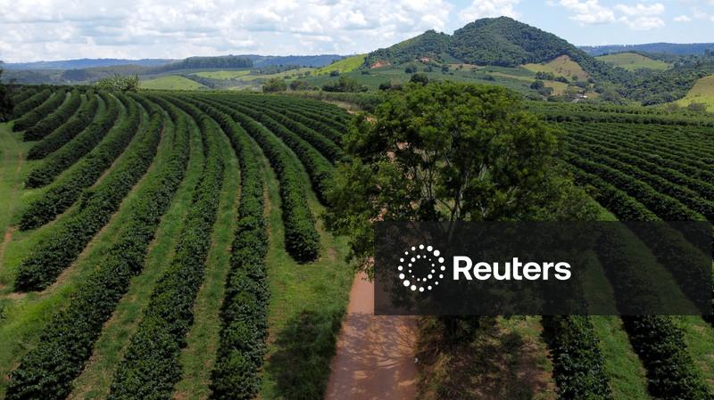 Colheita de café de cooperados da Cooxupé atinge 74,6% da área e supera ritmo de 2025
