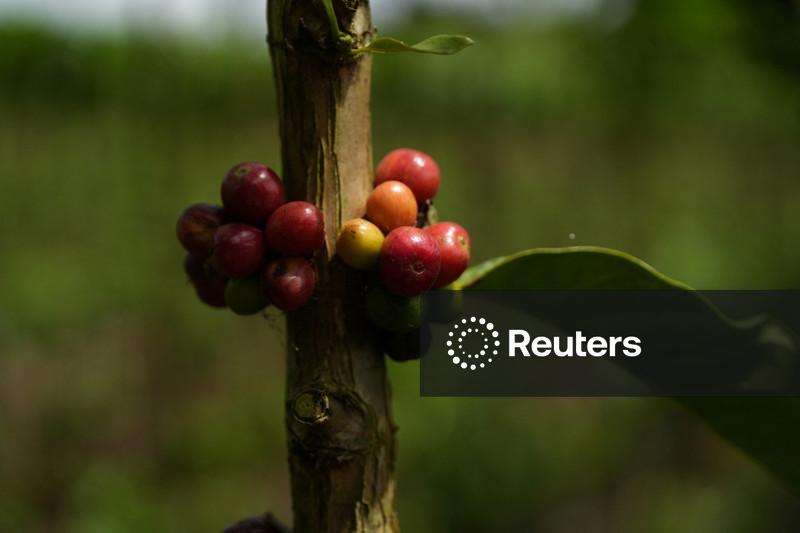 Hedgepoint mantém projeção de safra de café do Brasil em recorde