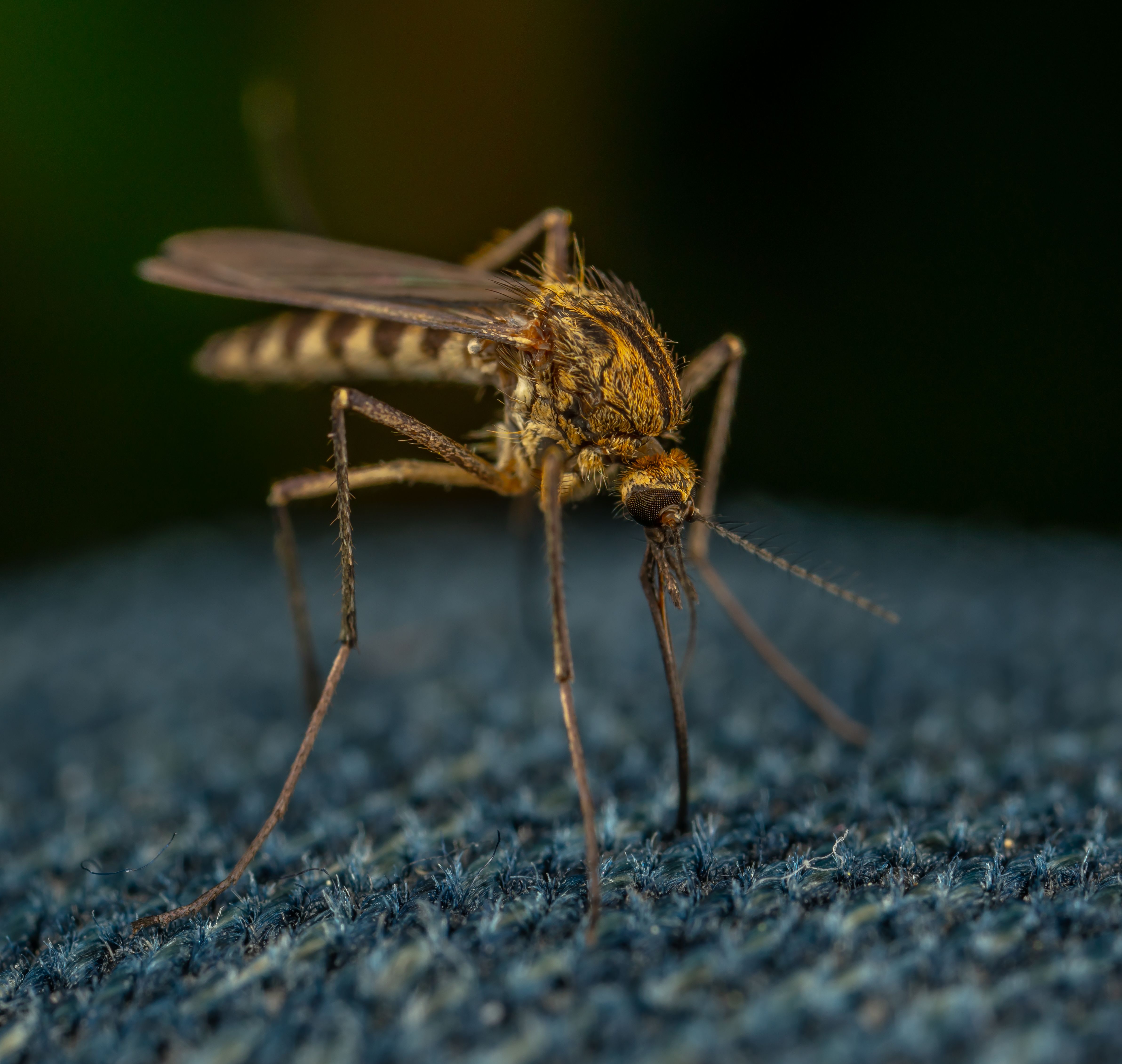 Há 129 anos, o estômago de um mosquito revelou a origem da malária; a Amazônia ainda concentra 99% dos casos