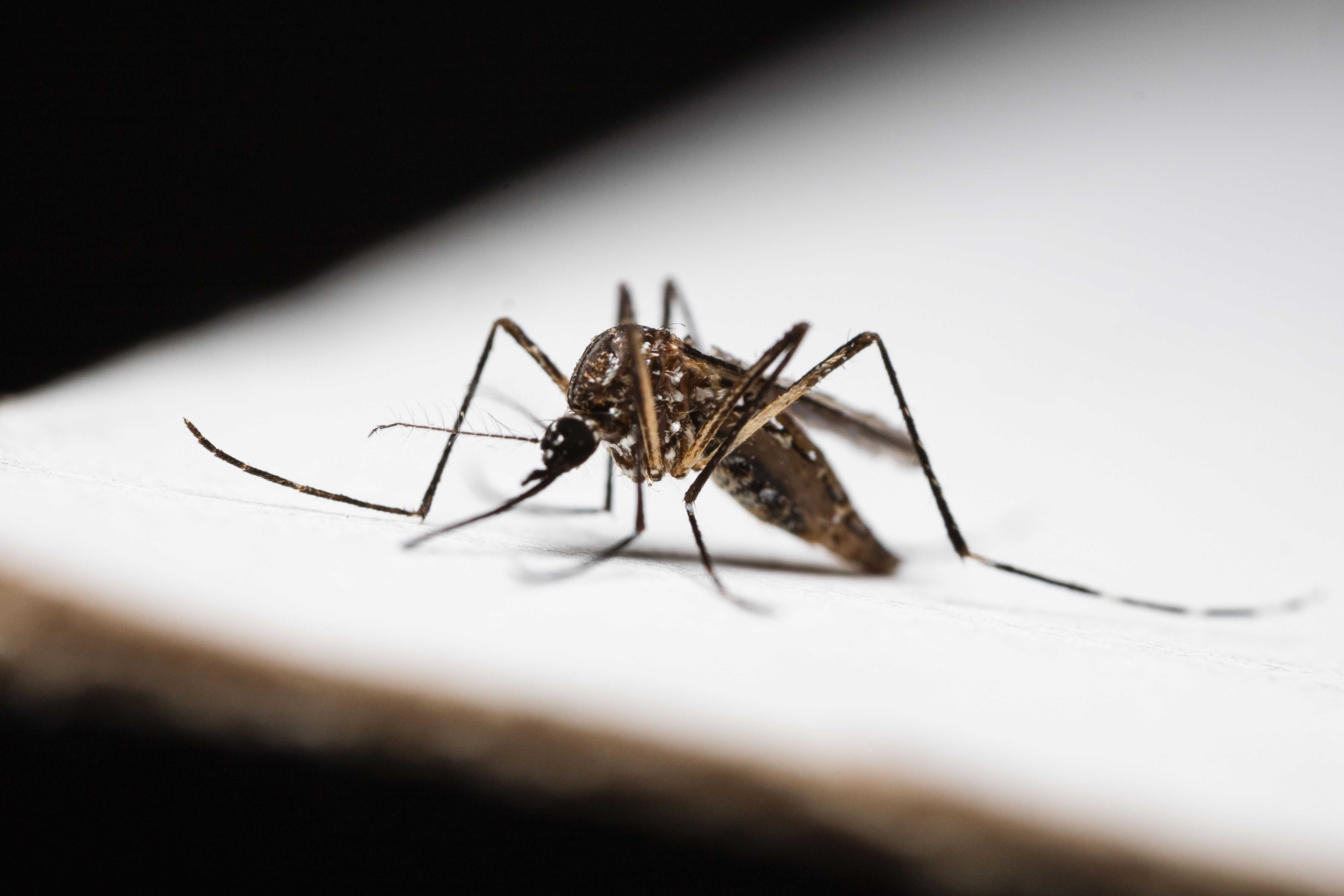 São José já alcança mais de 4 mil moradores com campanha do método Wolbachia contra a dengue