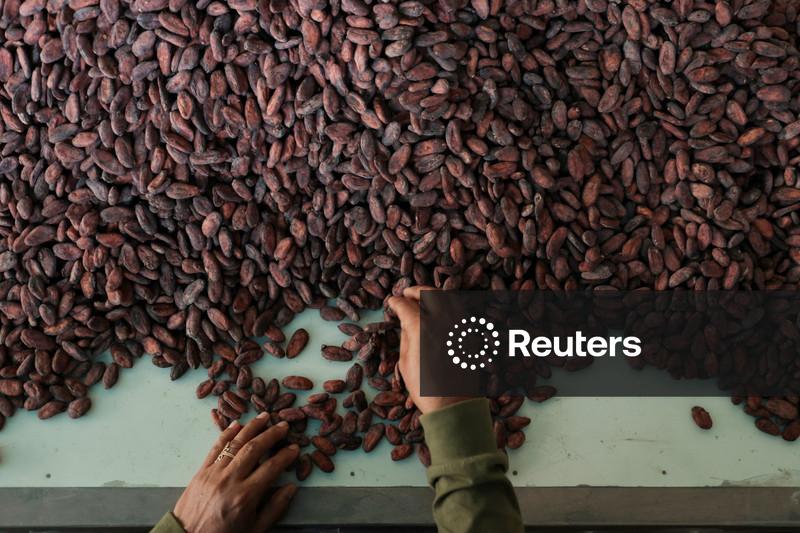 Preço do cacau dispara com foco na safra da África Ocidental; café arábica despenca