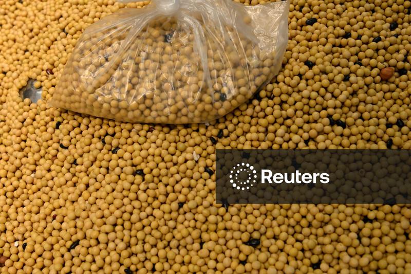 Sinograin vai leiloar mais meio milhão de toneladas de soja