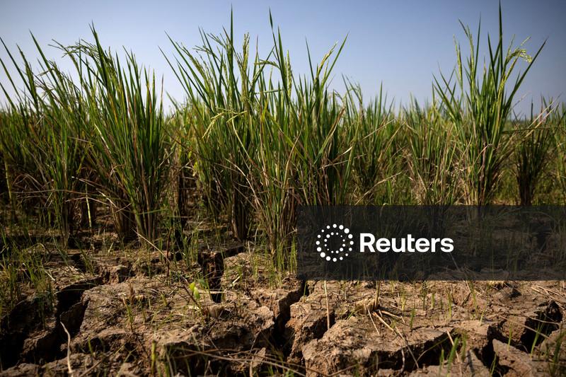El Niño forte pode levar mais 49 milhões de pessoas à fome aguda, diz agência da ONU