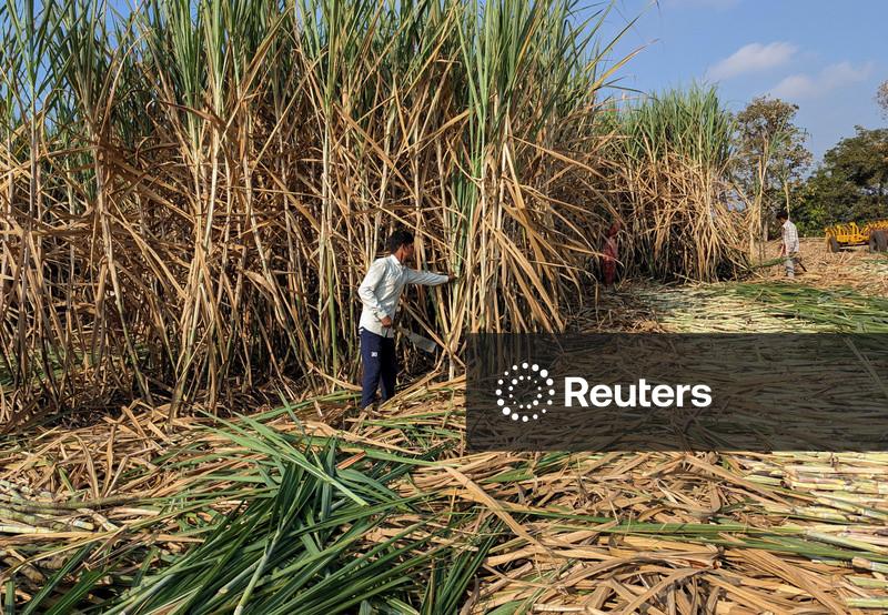 Açúcar volta a se aproximar das máximas de mais de um ano