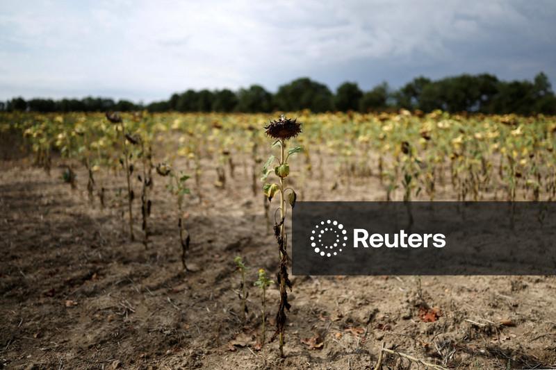 França oferece centenas de milhões de euros em ajuda a agricultores afetados por condições climáticas