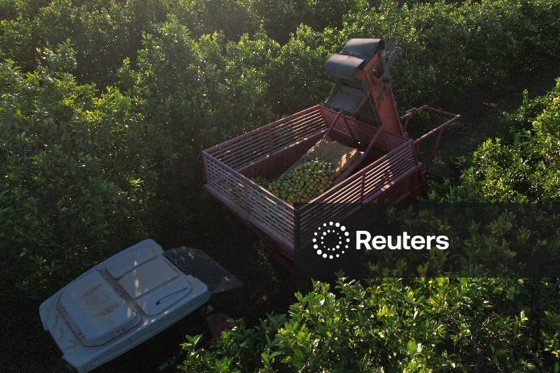 Fundecitrus eleva projeção de safra de laranja de SP e MG