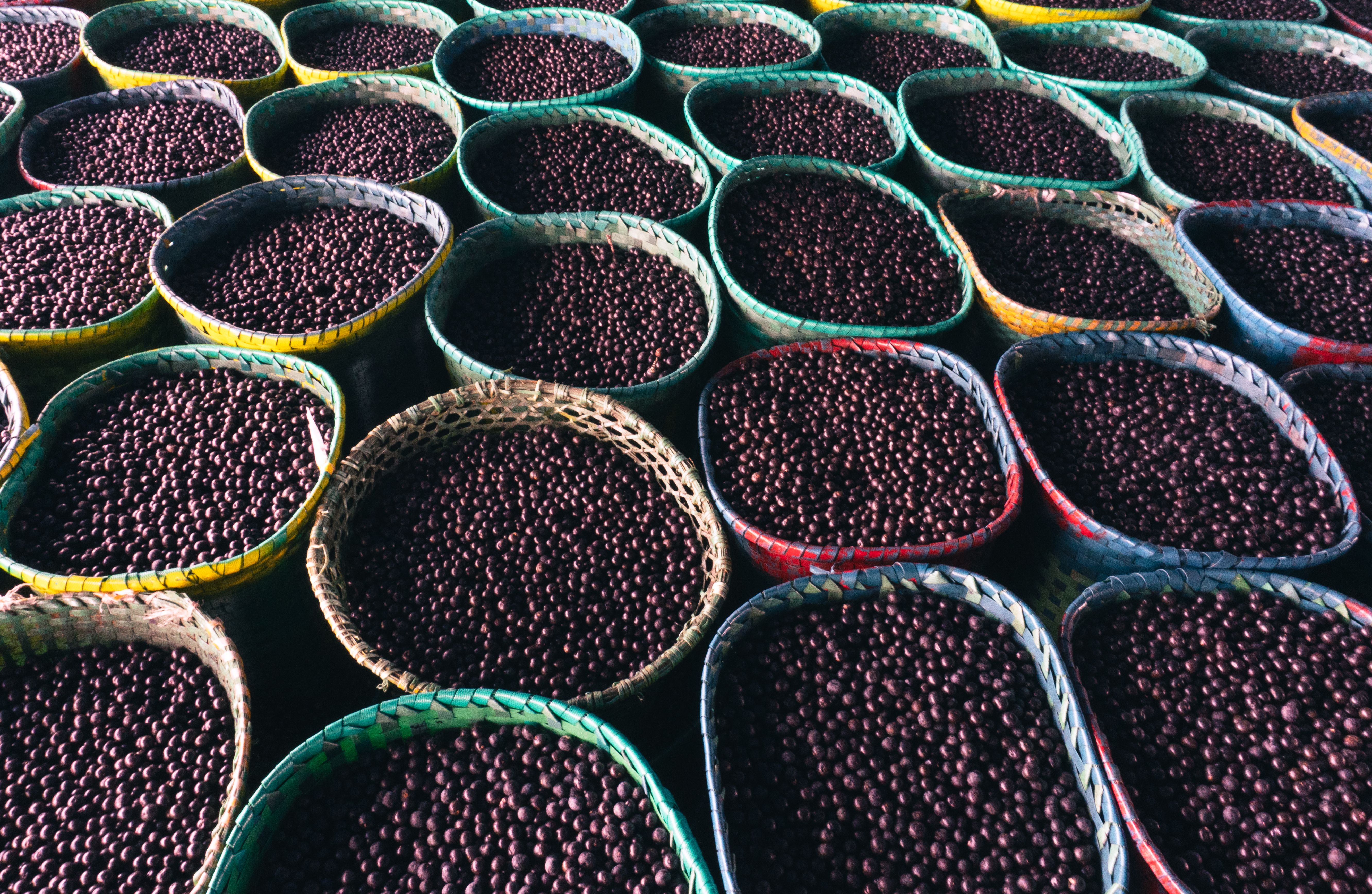 Do camu-camu ao pirarucu: o poder da mesa amazônica na sua saúde