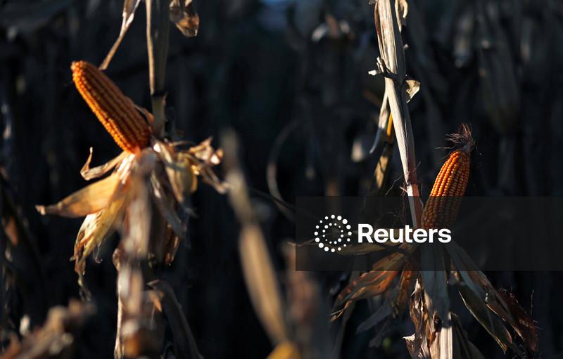 Exportações de milho da Argentina devem bater recorde com guerra na Ucrânia e onda de calor na Europa