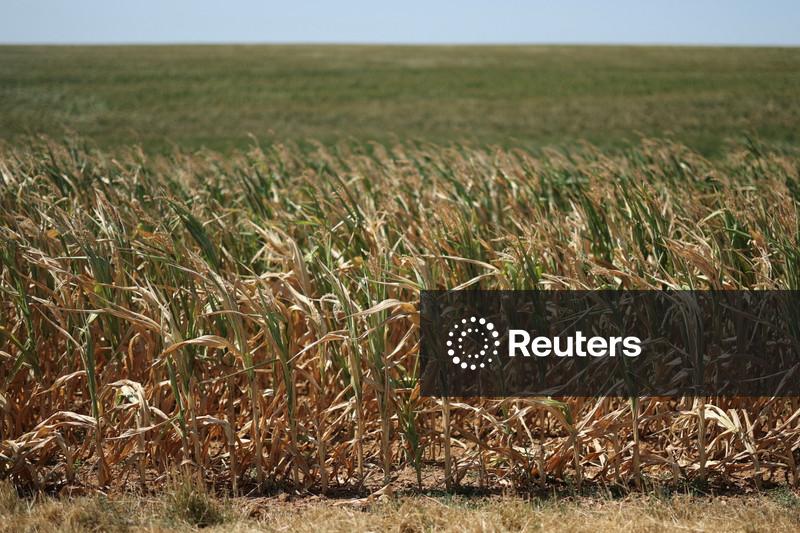UE reduz previsão da safra de milho para o nível mais baixo deste século