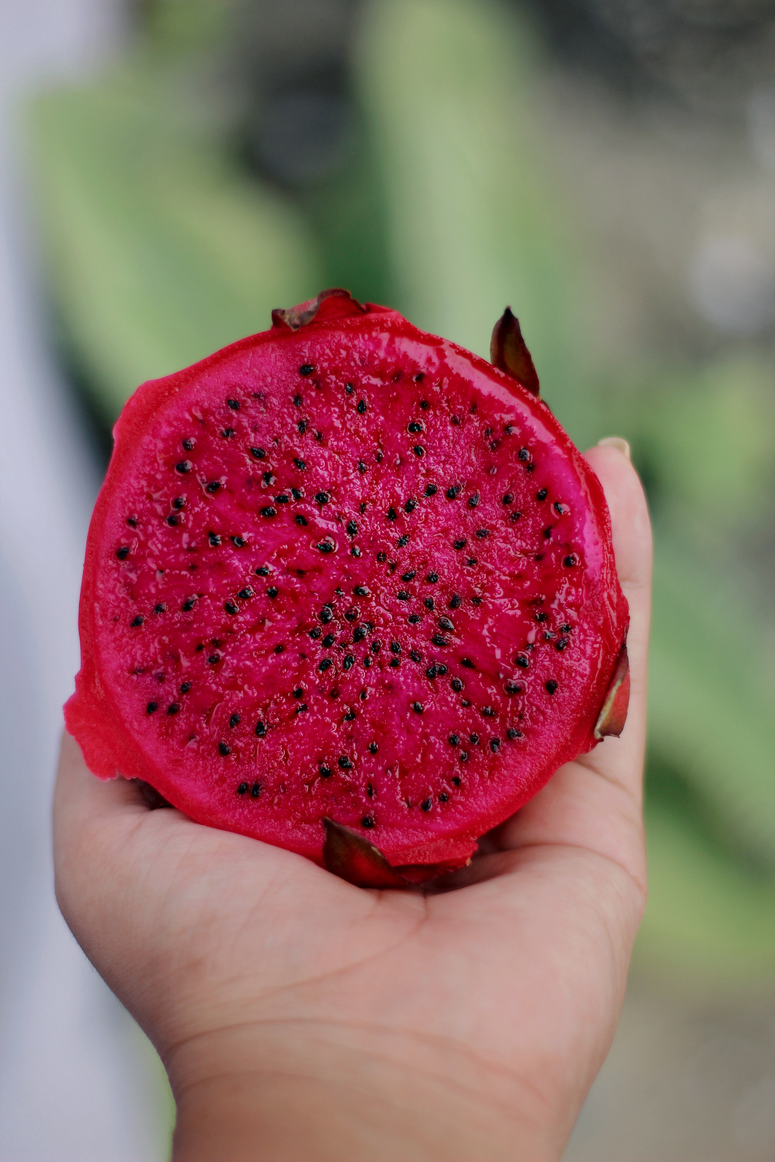 Bacuri: a fruta amazônica cuja manteiga é usada há gerações, mas ainda não foi testada em humanos