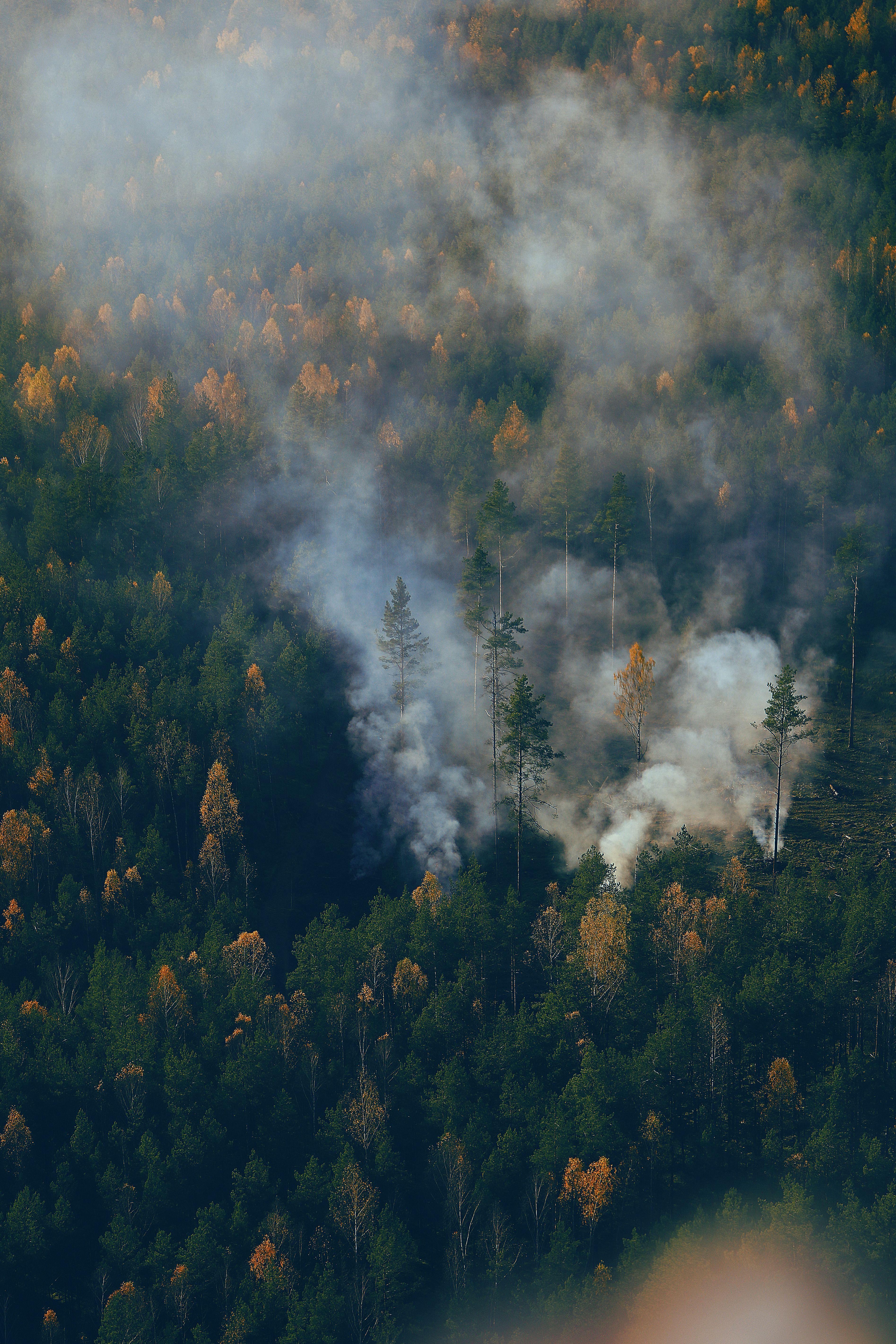 Governo do DF orienta o que fazer se um incêndio florestal se aproximar de casa