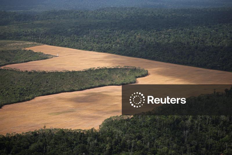 Reino Unido oferece empréstimo de US$ 541 mi para fundo de florestas tropicais liderado pelo Brasil