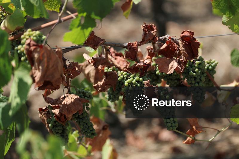Produção de vinho na França cai para uma das mais baixas em 30 anos após ondas de calor