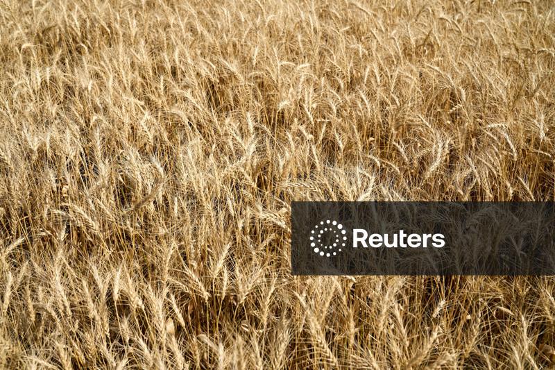 Rio Grande do Sul começa a colheita de trigo, diz Emater