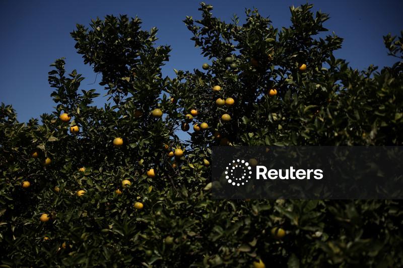 Fundecitrus registra desaceleração do avanço do greening nos laranjais de SP e MG