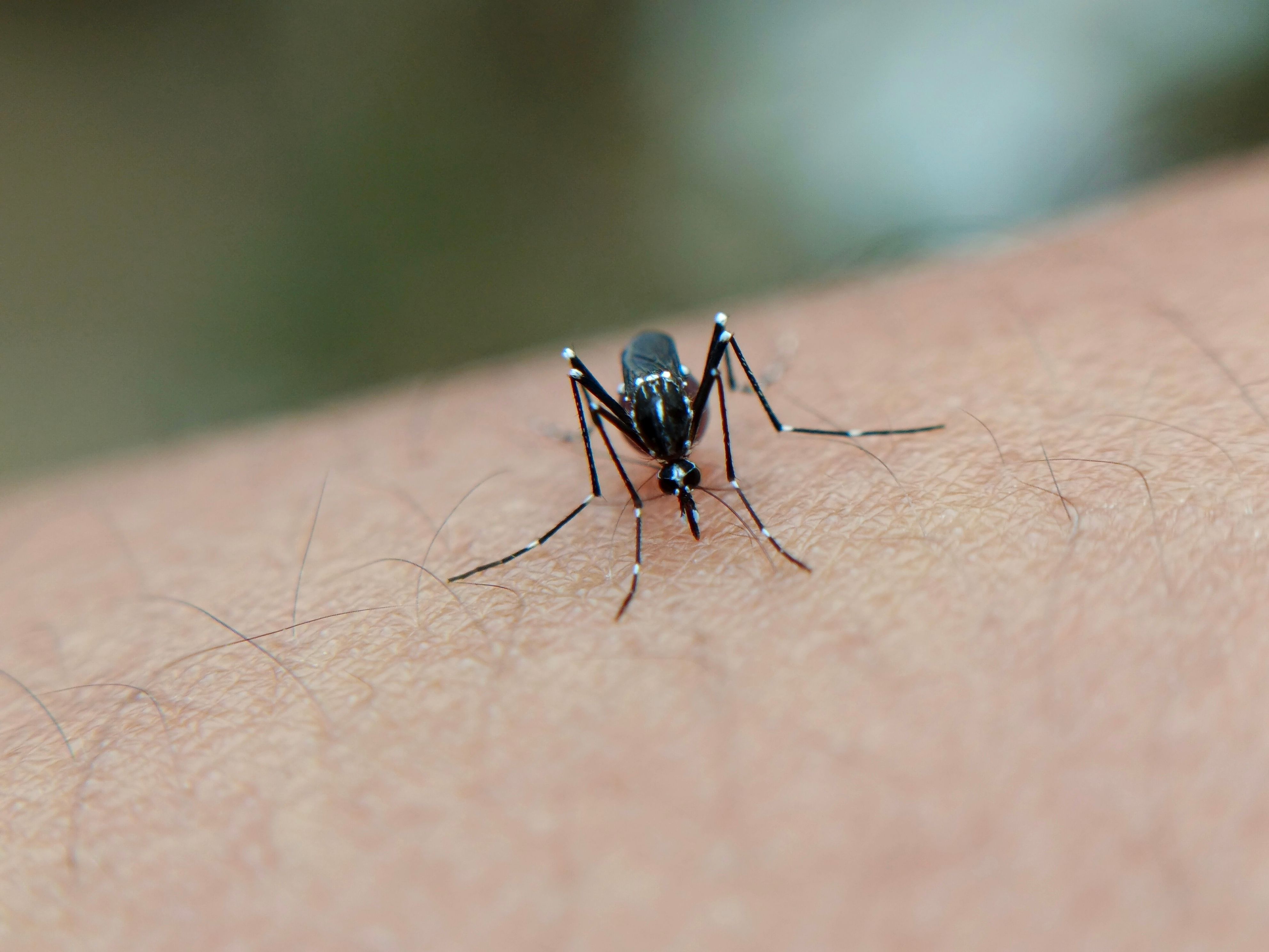 Ação contra a dengue percorre 13 bairros do Rio nesta quinta-feira