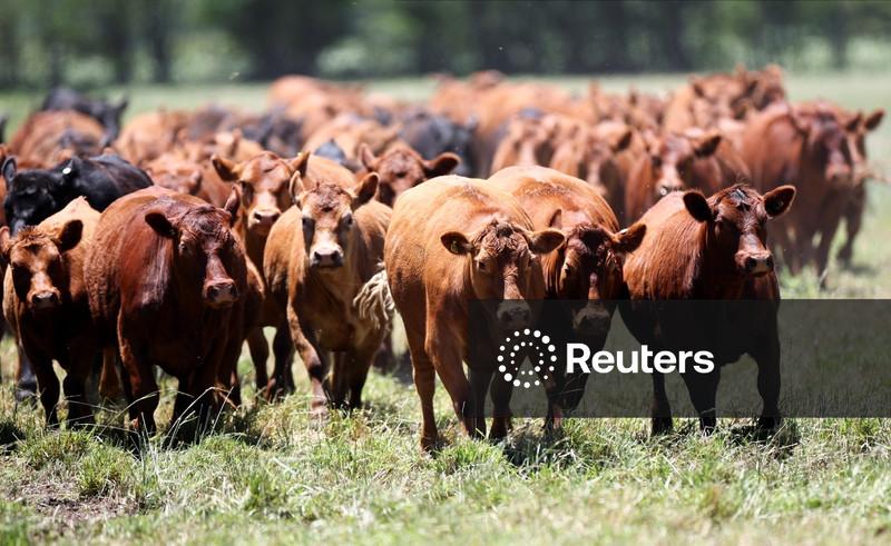 Japão abre seu mercado para carne bovina argentina após 20 anos, afirma ministro